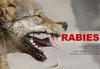 Rabies (бешенство)