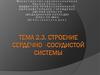 Строение сердечно-сосудистой системы. (Тема 2.3)