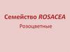 Семейство Rosacea. Розоцветные