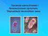 Еволюція одноклiтинних і багатоклітинних організмів. Перiодизація еволюційних явищ