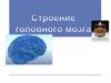 Строение головного мозга