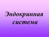 Центральные органы эндокринной системы