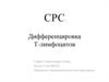 Дифференцировка Т-лимфоцитов