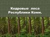 Кедровые леса Республики Коми
