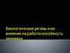 Биологические ритмы и их влияние на работоспособность человека