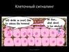 Клеточный сигналинг