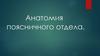 Анатомия поясничного отдела. Позвоночник. Мышцы спины