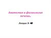 Анатомия и физиология печени. Лекция № 40