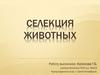 Селекция животных. Особенности секции животных
