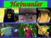 Haýwanlar maşgalasy Haýwanlaryň häsiýetler