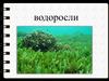 Водоросли, мхи, папоротники