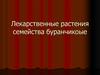 Лекарственные растения семейства буранчиковые
