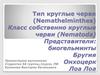 Тип круглые черви. Класс Собственно круглые черви. Представители: