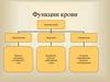 Функции крови