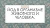 Йод в организме животного и человека