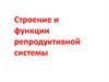 Строение и функции репродуктивной системы