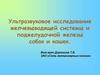 Ультразвуковое исследование желчевыводящей системы и поджелудочной железы собак и кошек