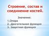 Строение, состав и соединение костей