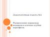 Расщепление пероксида водорода в клетках клубня картофеля. Лабораторная работа №1