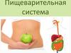 Пищеварительная система человека