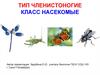 Тип Членистоногие. Класс Насекомые