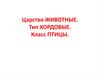 Царство животные. Тип хордовые. Класс птицы