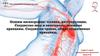 Основы ангиографии: техника, интерпретация. Сосудистые швы и анастомозы, основные принципы