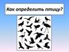 Как определить птицу