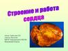 Строение и работа сердца