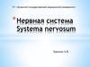 Нервная система организма человека
