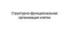 Структурно-функциональная организация клетки
