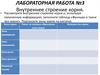 Внутреннее строение корня. Лабораторная работа №3