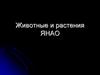 Животные и растения ЯНАО