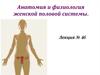 Анатомия и физиология женской половой системы. Лекция № 46