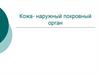 Кожа - наружный покровный орган