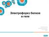 Электрофорез белков в геле