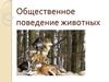 Общественное поведение животных