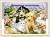 Мои домашние животные