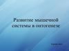 Развитие мышечной системы в онтогенезе