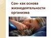 Сон - как основа жизнедеятельности организма