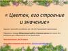 Цветок, его строение и значение