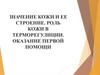 Значение кожи и ее строение. Роль кожи в терморегулиции. Оказание первой помощи