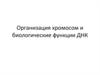 Организация хромосом и биологические функции ДНК
