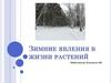 Зимние явления в жизни растений