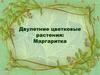 Двулетние цветковые растения: Маргаритка