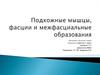 Подкожные мышцы, фасции и межфасциальные образования