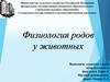 Физиология родов у животных