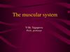 The muscular system