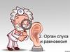 Орган слуха и равновесия