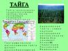 Природные зоны. Тайга